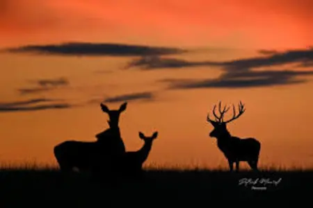 Bungalow confortable à Onzain avec piscine partagée - Photo 32