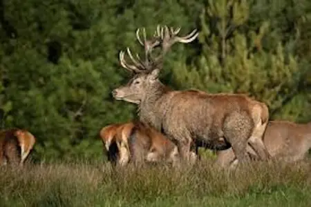 Bungalow confortable à Onzain avec piscine partagée - Photo 43