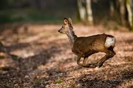 Bungalow confortable à Onzain avec piscine partagée - Photo 44