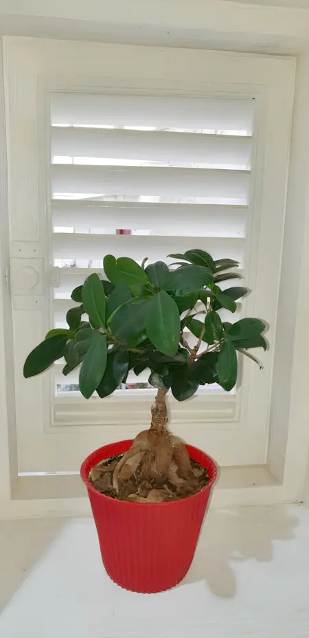 Appartement charmant à Polignano a Mare avec terrasse. - Photo 43