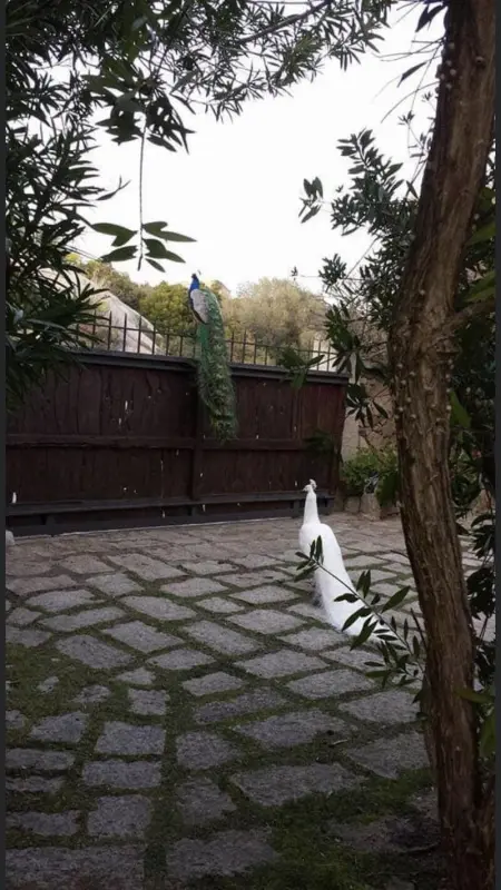 Villa avec vue sur la mer à Porto Rotondo + Piscine partagée. - Photo 8