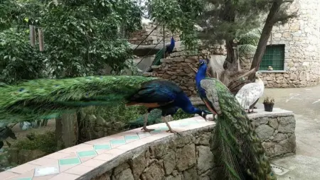 Villa avec vue sur la mer à Porto Rotondo + Piscine partagée. - Photo 10