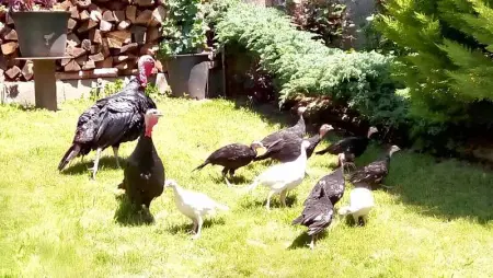 Appartement familial à Juncalas, 70 m² avec jardin privé ! - Photo 12