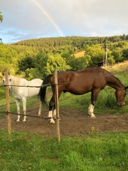 Maison pittoresque à Sainte-Croix-aux-Mines, vue sur la montagne - Photo 48