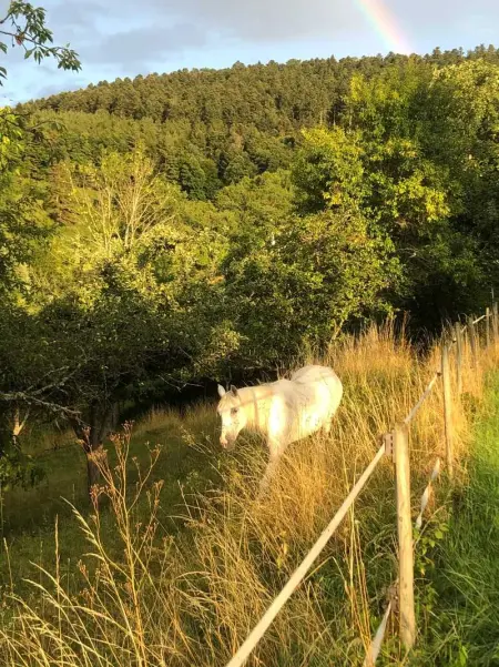 Maison pittoresque à Sainte-Croix-aux-Mines, vue sur la montagne - Photo 49