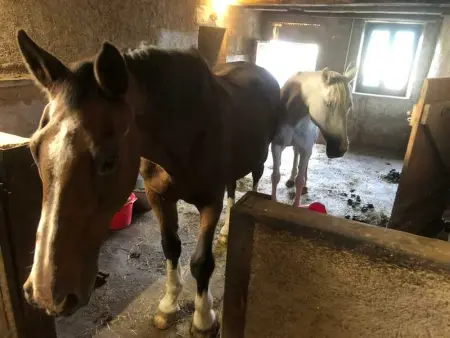 Maison pittoresque à Sainte-Croix-aux-Mines, vue sur la montagne - Photo 56