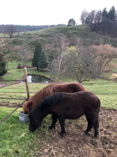 Maison pittoresque à Sainte-Croix-aux-Mines, vue sur la montagne - Photo 60