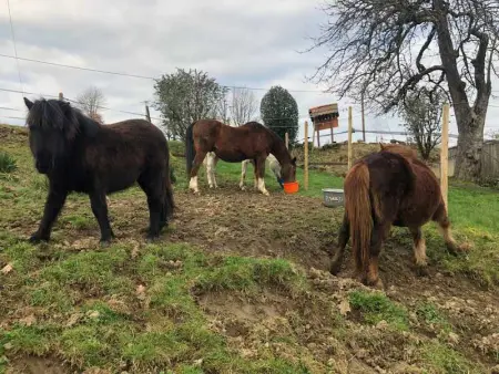 Maison pittoresque à Sainte-Croix-aux-Mines, vue sur la montagne - Photo 61