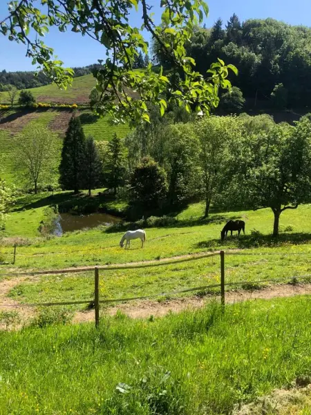 Maison pittoresque à Sainte-Croix-aux-Mines, vue sur la montagne - Photo 63