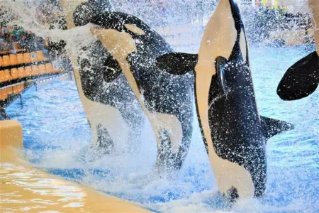 Appartement moderne à Adeje, 65 m², piscine ouverte toute l'année - Photo 34