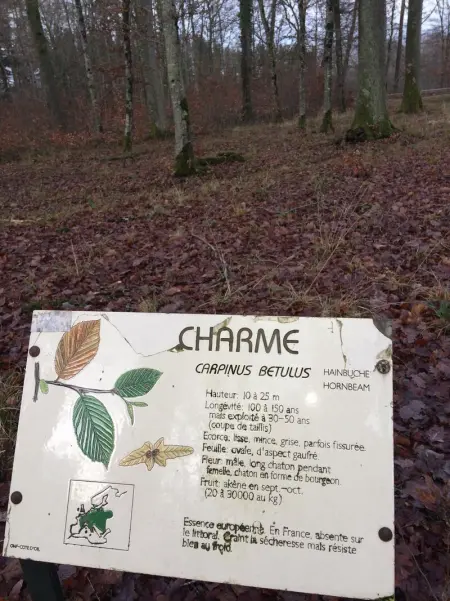 Maison spacieuse et accueillante à Cirey-sur-Vezouze + Jardin - Photo 27