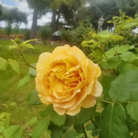 Appartement charmant à San Mauro Pascoli avec jardin, 75 m².

- - Photo 14