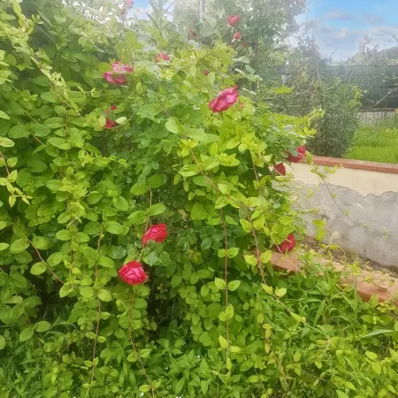 Appartement charmant à San Mauro Pascoli avec jardin, 75 m².

- - Photo 15