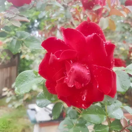 Appartement charmant à San Mauro Pascoli avec jardin, 75 m².

- - Photo 17