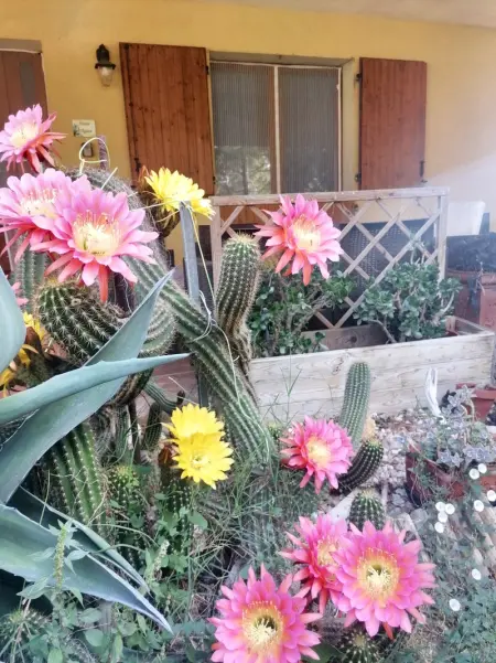 Appartement charmant à San Mauro Pascoli avec jardin, 75 m².

- - Photo 29