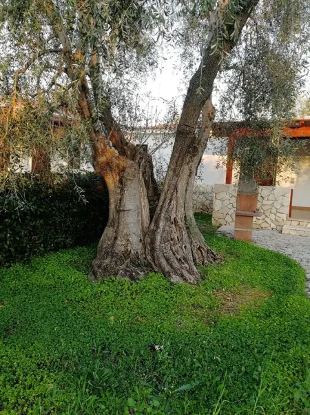 Appartement charmant à Vieste avec piscine partagée - 35 m² - Photo 21