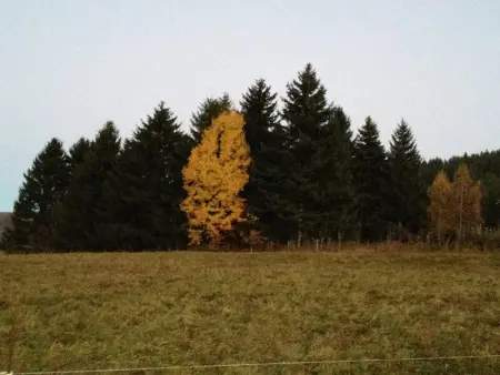 Chalet charmant à Autrans, 50 m², proximité montagnes et jardin - Photo 26