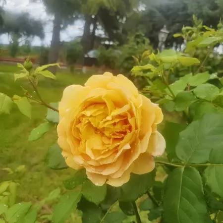 Appartement charmant à San Mauro Pascoli 75 m² avec jardin climatisé - Photo 14