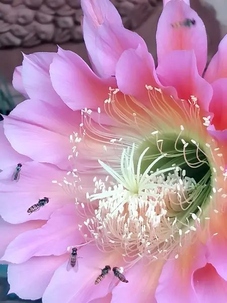 Appartement charmant à San Mauro Pascoli 75 m² avec jardin climatisé - Photo 31