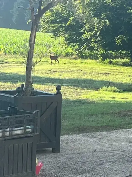 Maison familiale chaleureuse à Saint-Évarzec avec terrasse - Photo 20