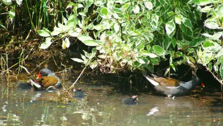 Maison charmante avec piscine partagée à Nehou - Photo 16