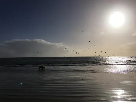 Appartement cosy avec piscine partagée - Guérande - 30 m² - Photo 18