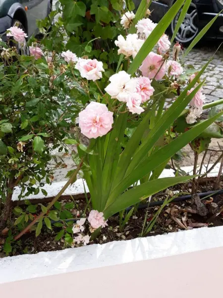 Maison charmante à Monchique avec piscine partagée - Photo 13