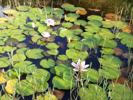 Magnifique villa à Póvoa de Lanhoso avec piscine et jardin - Photo 62