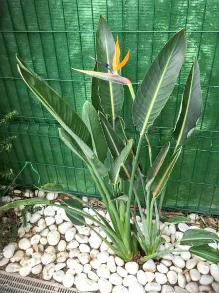 Villa élégante à Guardamar del Segura avec piscine privée - Photo 32