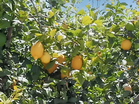 Villa élégante à Guardamar del Segura avec piscine privée - Photo 39