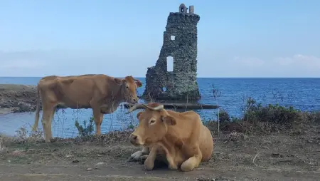 Appartement Vue Mer à Bastia, terrasse et piscine privée. - Photo 63