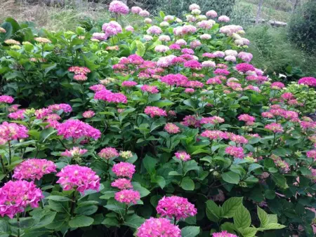 Maison Charmante à Gargnano avec Piscine, Maison 8 personnes à Gargnano - Photo 44