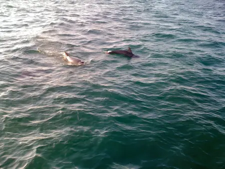 Appartement charmant avec vue sur la mer à Granville - 55 m² - Photo 19