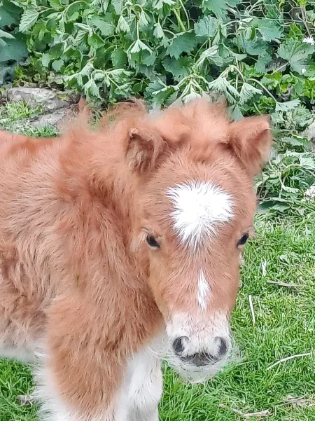 Maison confortable à Saint-Germain-du-Pert avec piscine privée - Photo 40