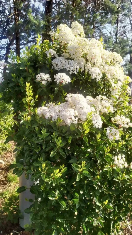 Maison paisible à Veyras avec piscine privée et vue montagne - Photo 10