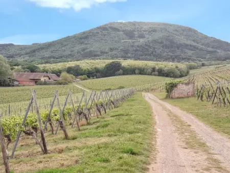 Maison de charme à Wuenheim avec jardin et terrasse - Photo 8