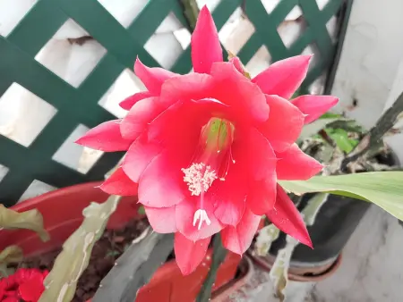 Maison conviviale avec jardin à Messines 149 m² vue montagne - Photo 21