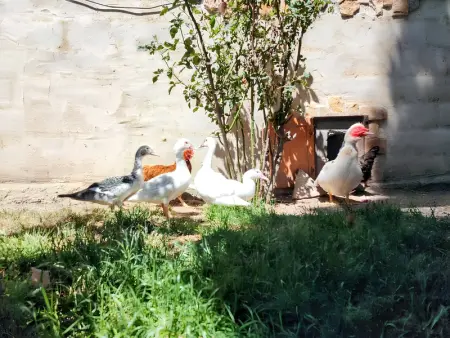 Villa charmante près de Vitigudino avec piscine partagée - Photo 33