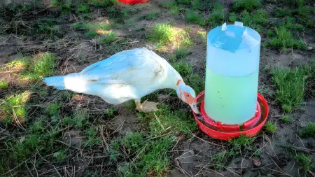 Villa charmante près de Vitigudino avec piscine partagée - Photo 46