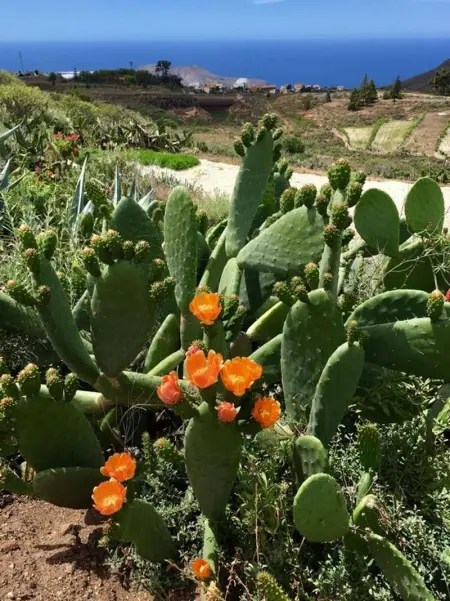 Maison spacieuse à Arona avec terrasse et jardin - Photo 21