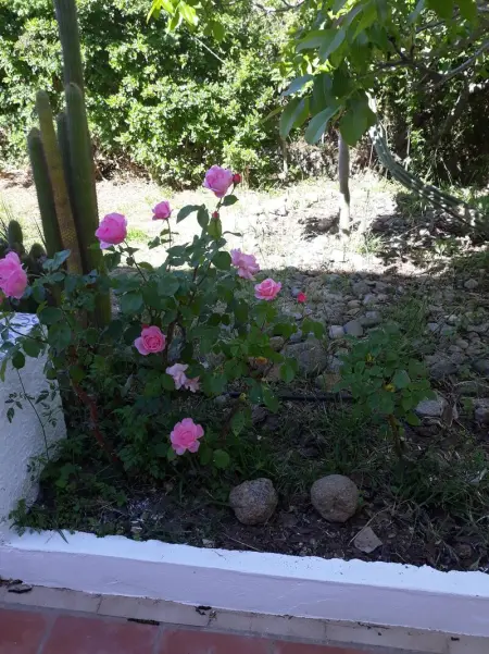 Maison charmante à Monchique avec piscine partagée - Photo 20