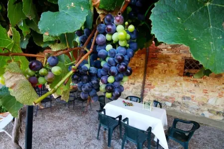 Iris, Appartement 6 personnes à Castiglione del Lago - Photo 20