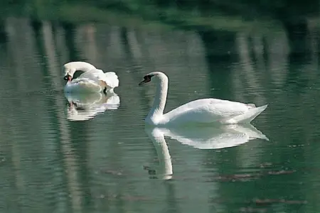 Girasoli, Appartement 4 personnes à Castiglione del Lago - Photo 36