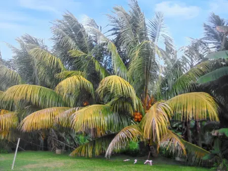 Appartement moderne à Ducos, idéal pour 4 personnes, 75 m² - Photo 15