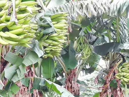 Appartement moderne à Ducos, idéal pour 4 personnes, 75 m² - Photo 19