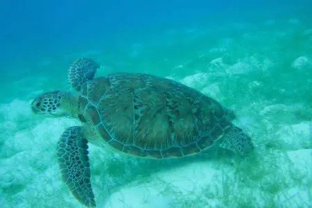 Appartement moderne à Ducos, idéal pour 4 personnes, 75 m² - Photo 21