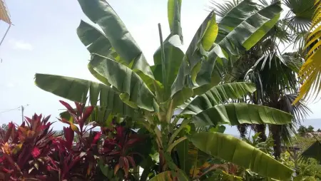 Studio avec vue sur mer à Marigot - 30 m² - Jardin - Photo 10