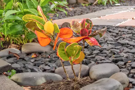 Villa charmante à Capesterre Belle Eau avec piscine privée - Photo 29