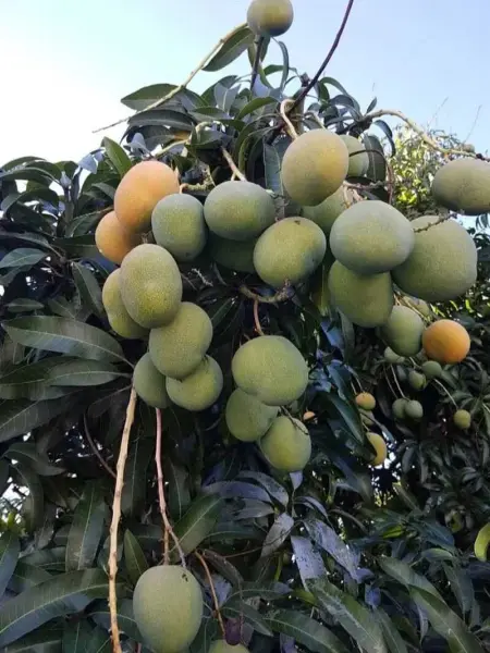 Maison confortable au Bois des Nefles, 70 m² avec piscine partagée - Photo 14