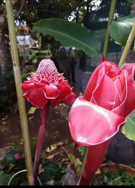 Maison confortable au Bois des Nefles, 70 m² avec piscine partagée - Photo 15